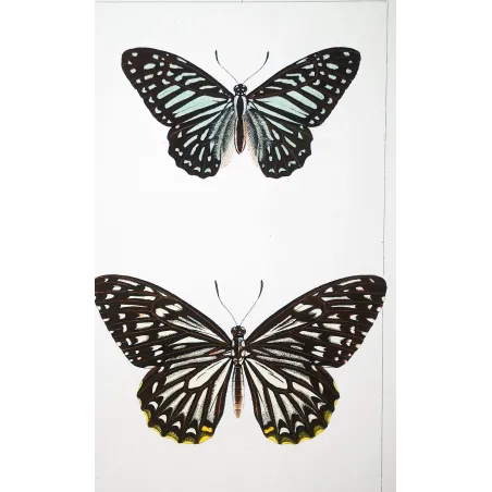 Clipper Butterfly – Parthenos sylvia Antique Engraving (1835)