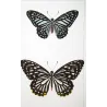 Clipper Butterflies (Parthenos sylvia) – Antique Hand-Colored Engraving, Exotic Butterflies (1835)