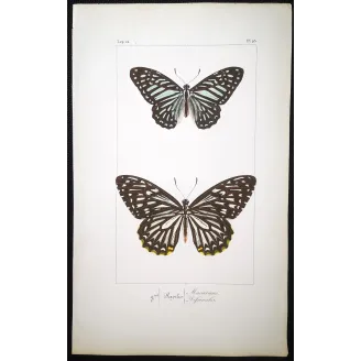 Clipper Butterfly – Parthenos sylvia Antique Engraving (1835)
