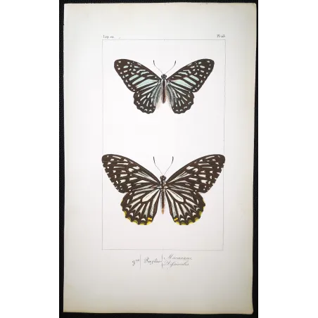 Clipper Butterfly – Parthenos sylvia Antique Engraving (1835)