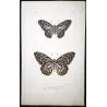 Clipper Butterflies (Parthenos sylvia) – Antique Hand-Colored Engraving, Exotic Butterflies (1835)