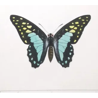 Bluebottle Swallowtails – Papilio sarpedon Antique Butterfly Engraving