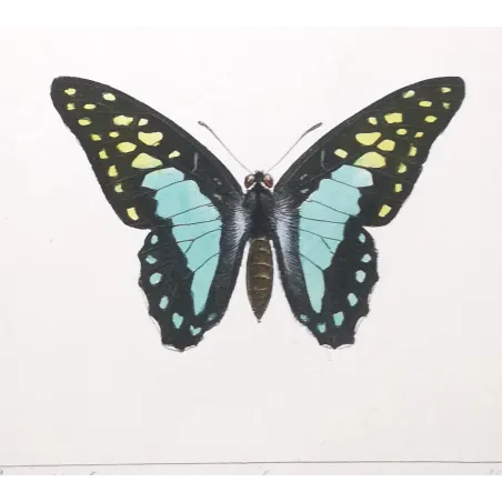 Bluebottle Swallowtails – Papilio sarpedon Antique Butterfly Engraving