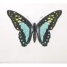 Bluebottle Swallowtail Exotic Butterflies (Papilio sarpedon, Papilio bathycles) – Antique Hand-Colored Engraving(1835)