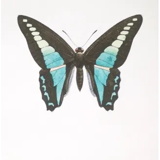 Bluebottle Swallowtails – Papilio sarpedon Antique Butterfly Engraving