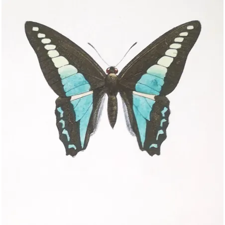 Bluebottle Swallowtails – Papilio sarpedon Antique Butterfly Engraving