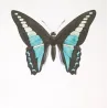 Bluebottle Swallowtail Exotic Butterflies (Papilio sarpedon, Papilio bathycles) – Antique Hand-Colored Engraving(1835)