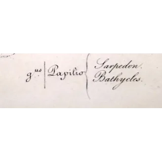Bluebottle Swallowtails – Papilio sarpedon Antique Butterfly Engraving