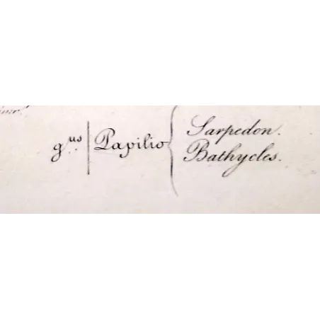 Bluebottle Swallowtails – Papilio sarpedon Antique Butterfly Engraving