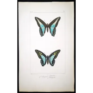 Bluebottle Swallowtails – Papilio sarpedon Antique Butterfly Engraving