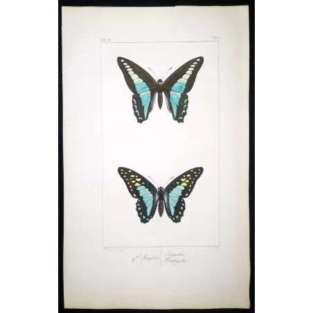 Bluebottle Swallowtails – Papilio sarpedon Antique Butterfly Engraving