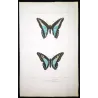 Bluebottle Swallowtail Exotic Butterflies (Papilio sarpedon, Papilio bathycles) – Antique Hand-Colored Engraving(1835)