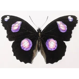 Golden & Purple Pansy – Junonia Butterflies Antique Engraving (1835)