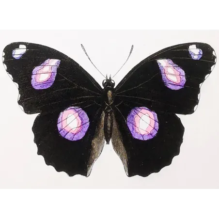 Golden & Purple Pansy – Junonia Butterflies Antique Engraving (1835)