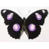 Golden & Purple Pansy Butterflies (Junonia callista, Junonia laomedia) – Antique Hand-Color Engraving, Exotic Butterflies (1835)