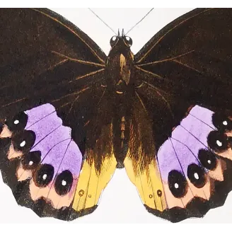 Golden & Purple Pansy – Junonia Butterflies Antique Engraving (1835)