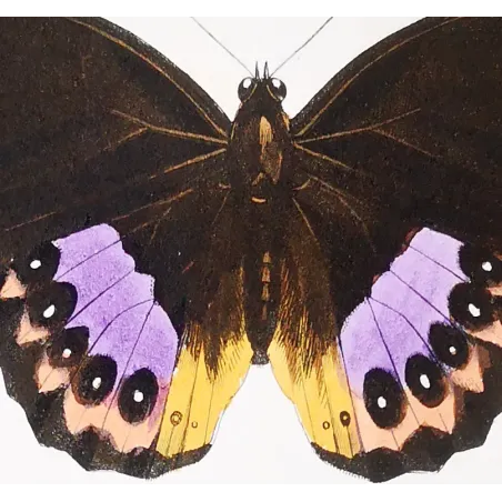 Golden & Purple Pansy – Junonia Butterflies Antique Engraving (1835)