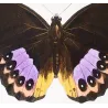 Golden & Purple Pansy Butterflies (Junonia callista, Junonia laomedia) – Antique Hand-Color Engraving, Exotic Butterflies (1835)