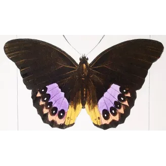 Golden & Purple Pansy – Junonia Butterflies Antique Engraving (1835)