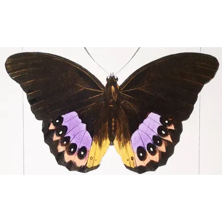 Golden & Purple Pansy – Junonia Butterflies Antique Engraving (1835)