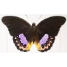Golden & Purple Pansy Butterflies (Junonia callista, Junonia laomedia) – Antique Hand-Color Engraving, Exotic Butterflies (1835)