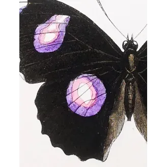 Golden & Purple Pansy – Junonia Butterflies Antique Engraving (1835)