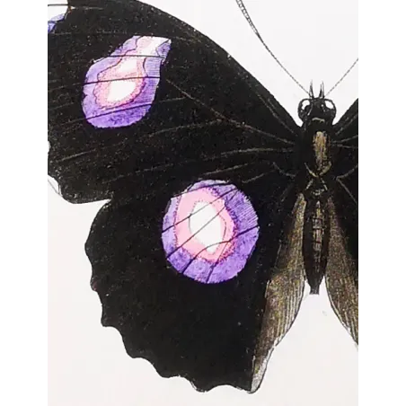 Golden & Purple Pansy – Junonia Butterflies Antique Engraving (1835)