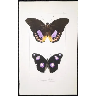 Golden & Purple Pansy – Junonia Butterflies Antique Engraving (1835)