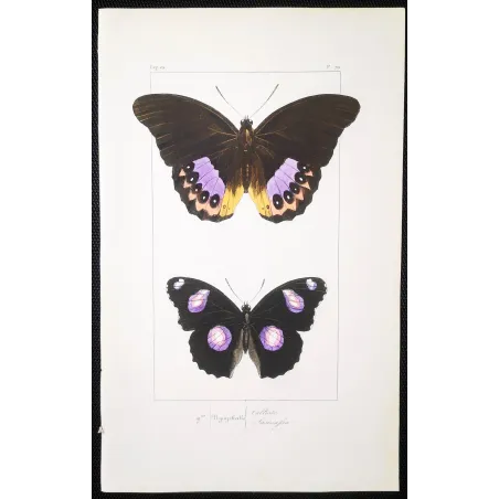Golden & Purple Pansy – Junonia Butterflies Antique Engraving (1835)