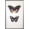 Golden & Purple Pansy Butterflies (Junonia callista, Junonia laomedia) – Antique Hand-Color Engraving, Exotic Butterflies (1835)
