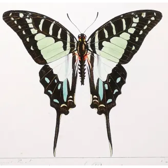Kite Swallowtail Butterflies – Eurytides Antique Engraving (1835)
