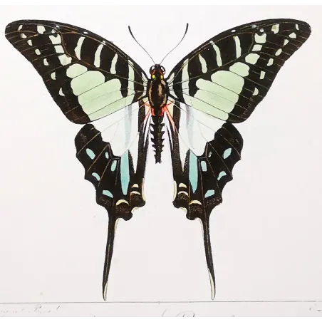 Kite Swallowtail Butterflies – Eurytides Antique Engraving (1835)