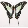 Kite Swallowtail Exotic Butterflies (Eurytides protesilaus, Eurytides agapenor) – Antique Hand-Colored Engraving (1835)