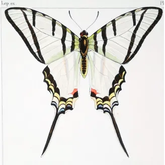 Kite Swallowtail Butterflies – Eurytides Antique Engraving (1835)