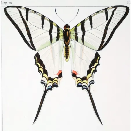 Kite Swallowtail Butterflies – Eurytides Antique Engraving (1835)