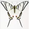 Kite Swallowtail Exotic Butterflies (Eurytides protesilaus, Eurytides agapenor) – Antique Hand-Colored Engraving (1835)