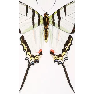 Kite Swallowtail Butterflies – Eurytides Antique Engraving (1835)
