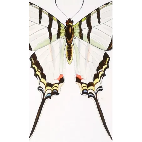 Kite Swallowtail Butterflies – Eurytides Antique Engraving (1835)