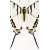 Kite Swallowtail Exotic Butterflies (Eurytides protesilaus, Eurytides agapenor) – Antique Hand-Colored Engraving (1835)