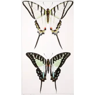 Kite Swallowtail Butterflies – Eurytides Antique Engraving (1835)
