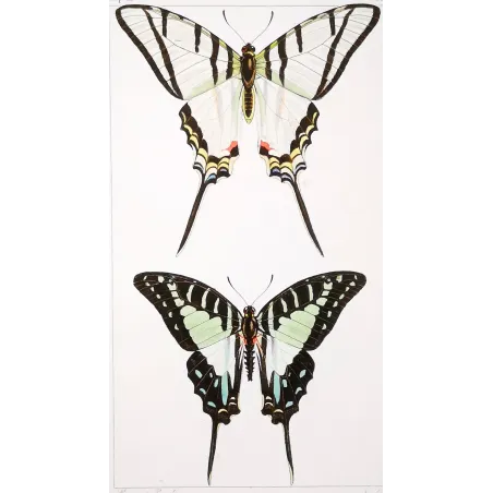 Kite Swallowtail Butterflies – Eurytides Antique Engraving (1835)