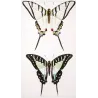 Kite Swallowtail Exotic Butterflies (Eurytides protesilaus, Eurytides agapenor) – Antique Hand-Colored Engraving (1835)