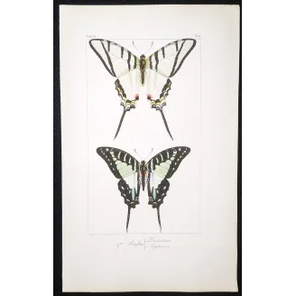 Kite Swallowtail Butterflies – Eurytides Antique Engraving (1835)