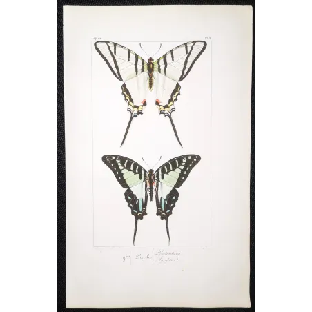 Kite Swallowtail Butterflies – Eurytides Antique Engraving (1835)