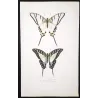 Kite Swallowtail Exotic Butterflies (Eurytides protesilaus, Eurytides agapenor) – Antique Hand-Colored Engraving (1835)
