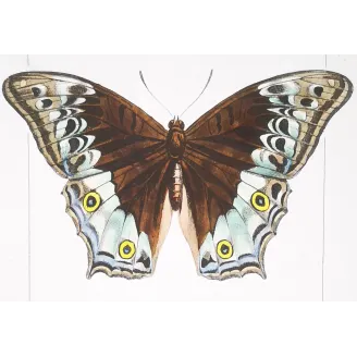 Peacock & Grey Pansy – Antique Butterfly Engraving (1835)