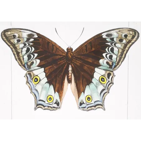 Peacock & Grey Pansy – Antique Butterfly Engraving (1835)