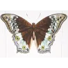 Peacock & Grey Pansy Butterflies (Junonia almana, Junonia atlites) – Antique Hand-Colored Engraving, Exotic Butterflies (1835)
