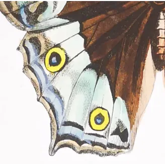 Peacock & Grey Pansy – Antique Butterfly Engraving (1835)