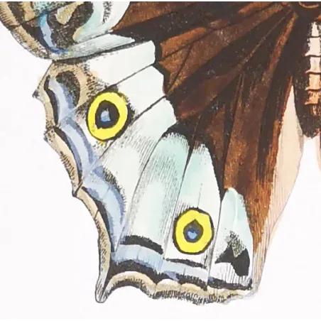 Peacock & Grey Pansy – Antique Butterfly Engraving (1835)